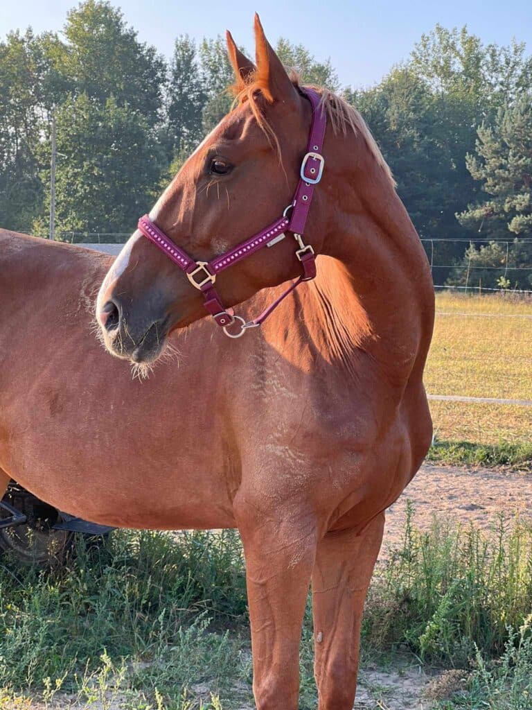 Kasztanowata klacz Tiara z rudo-blond grzywą, nosząca fioletowy kantar ozdobiony kryształkami, stoi na otwartym terenie, zwrócona w lewą stronę. W tle widać ogrodzenie i drzewa, które tworzą malowniczy, zielony krajobraz pod jasnym, niebieskim niebem. Sierść klaczy lśni w promieniach słońca.