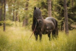 Koń fryzyjski – charakterystyka, historia i zastosowanie tej majestatycznej rasy