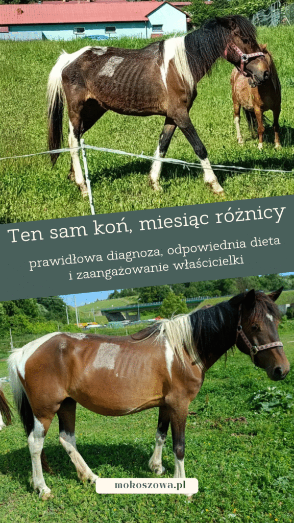 dieta koni Mokosz 4