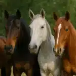 Horse coat color