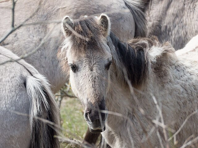 konik polski