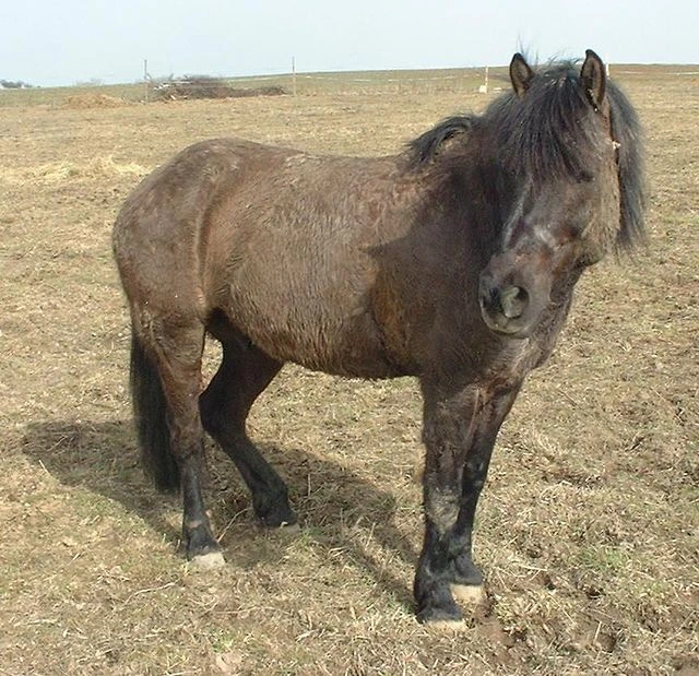 koń huculski, Hucuł