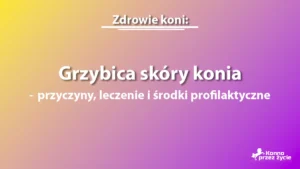 grzybica skóry konia