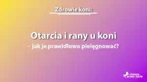 Otarcia i rany u koni - grafika