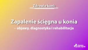 Zapalenie ścięgna u konia