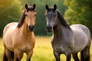 Jak odróżnić maść bułaną od myszatej?