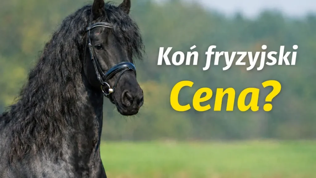 koń fryzyjski cena