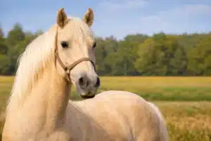 Maść izabelowata u koni – jak ją rozpoznać, czym się charakteryzuje i z czym bywa mylona