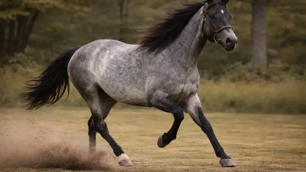 maść deresz w biegu