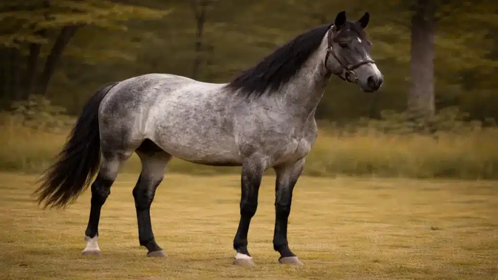 maść deresz pełny plan