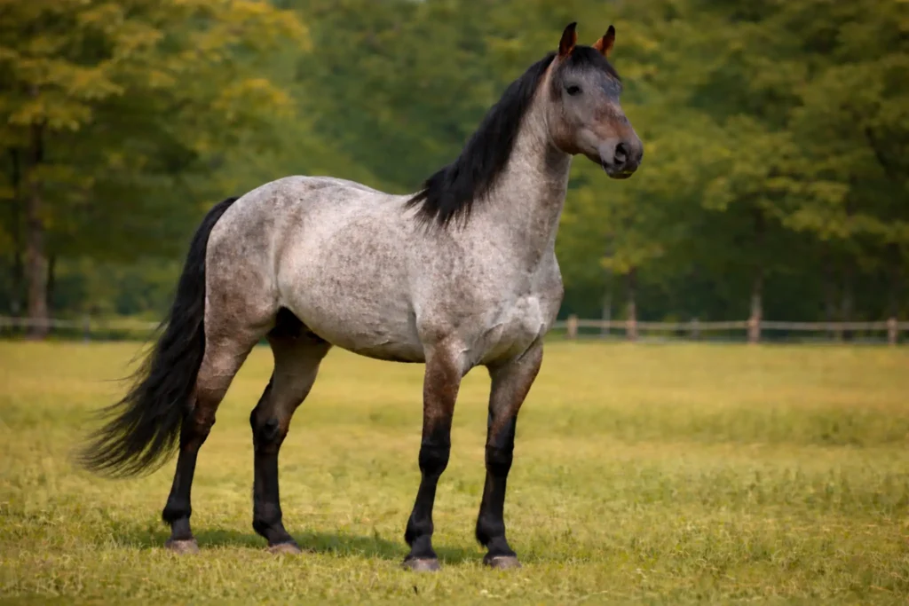 maść deresz, dereszowata