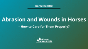Abrasion and Wounds in Horses – How to Care for Them Properly?