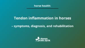 Tendon inflammation in horses – symptoms, diagnosis, and rehabilitation